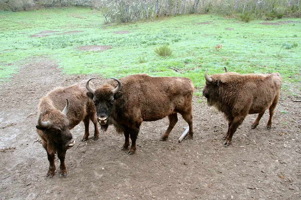 Obrázok: Discasto · CC BY-SA 4.0 Reserva del Bisonte Europeo