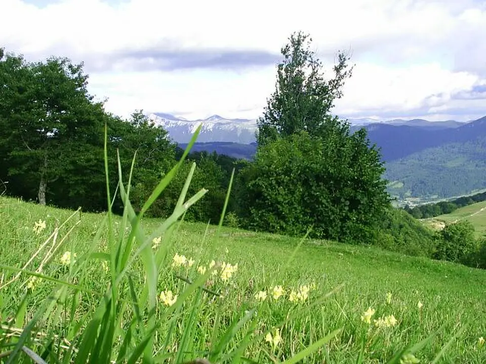 Bitovnja