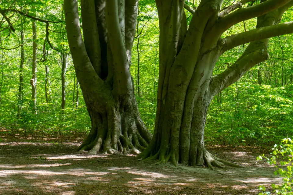 Bjärreds saltsjöbads naturreservat
