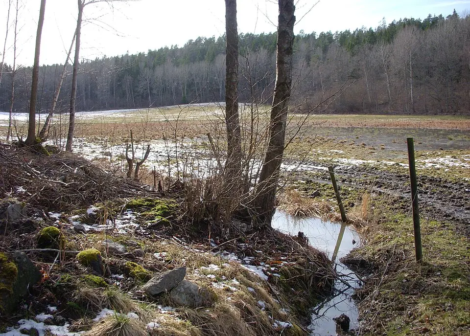 Björksättrahalvöns naturreservat