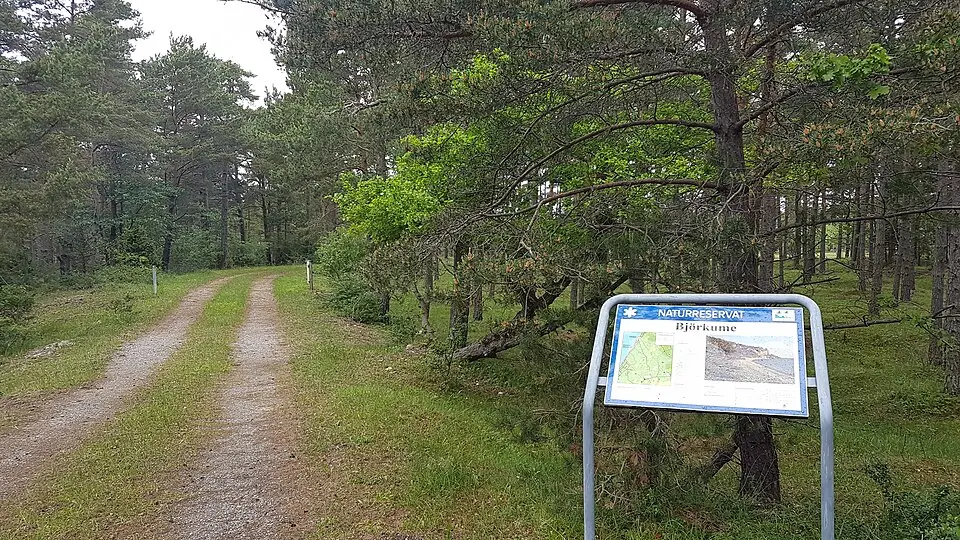 Björkume