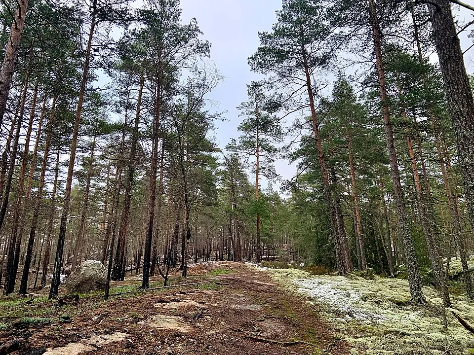 Björnnäset naturreservat