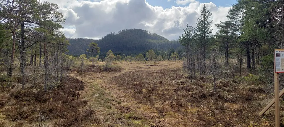 Bjørnmyra naturreservat