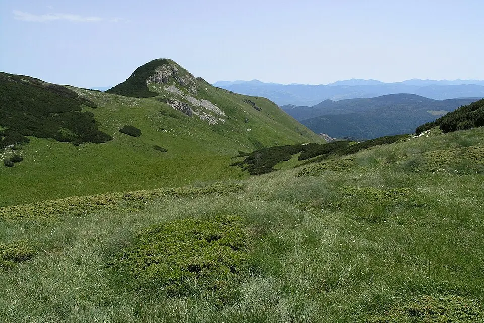 Crna Glava