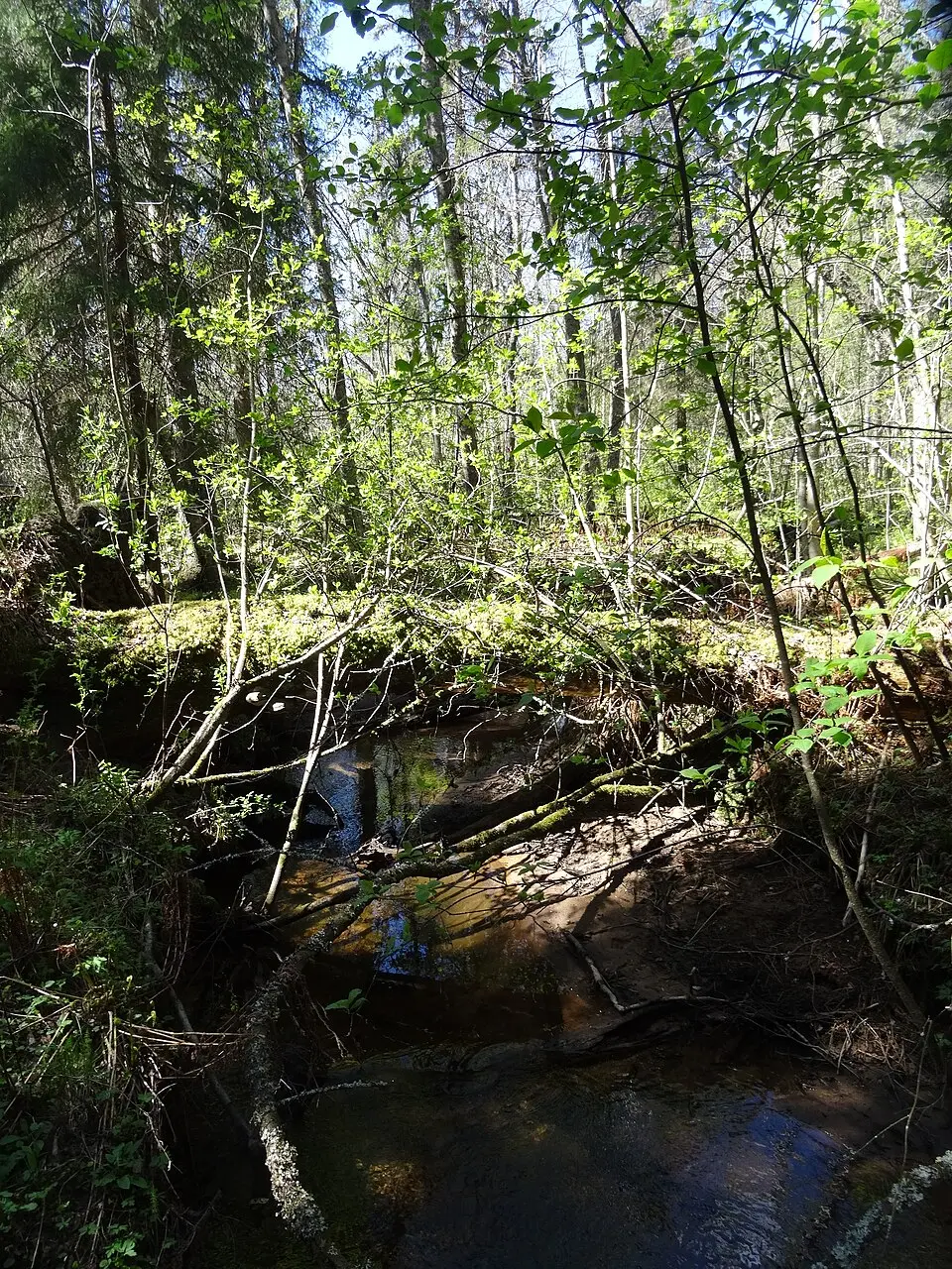 Bjursås Prästskog