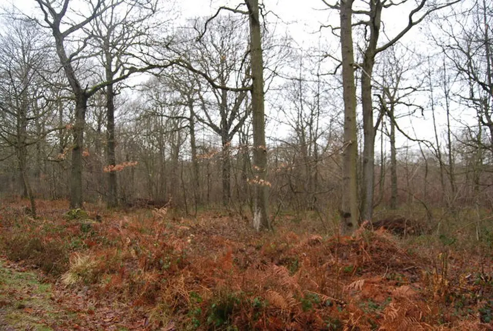 Blean Woods RSPB Reserve