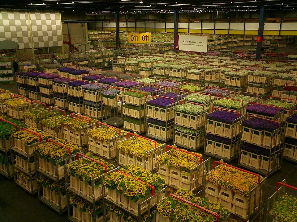 Borza cvetja Aalsmeer
