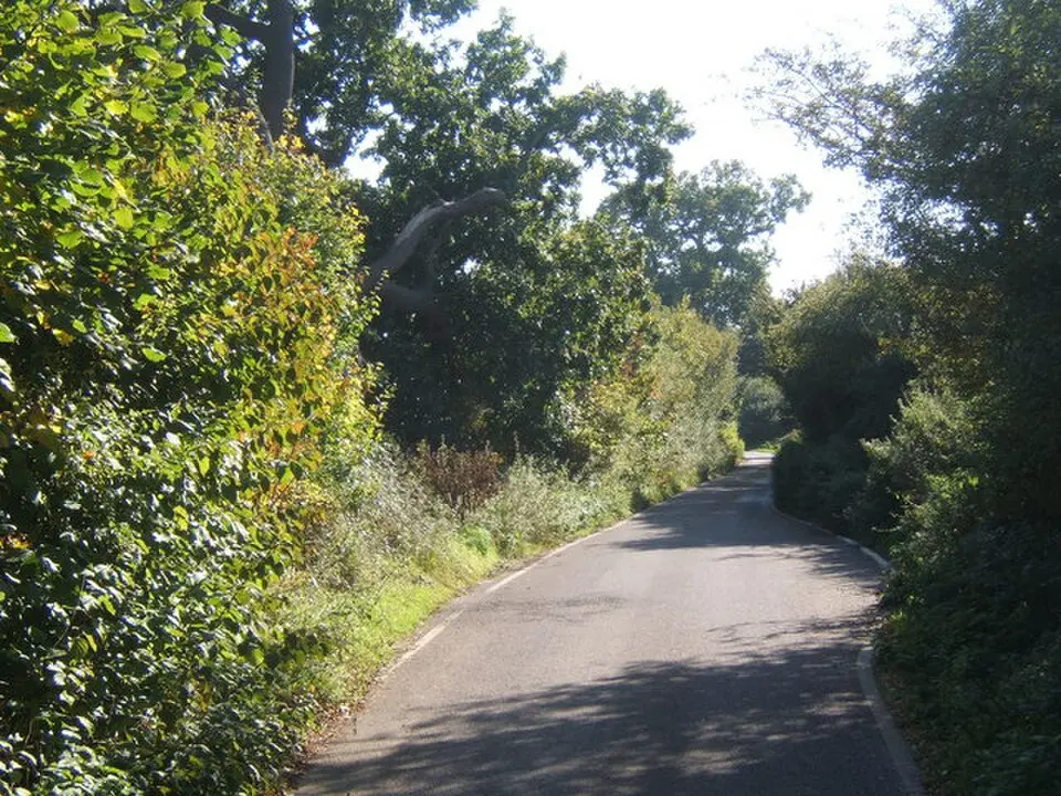 Pinewood