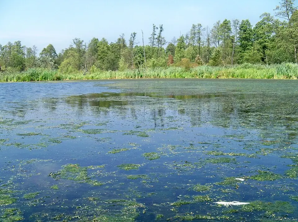 Bożenczyzna