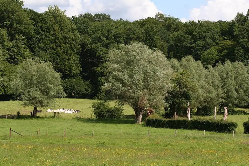 parc naturel régional de l'Avesnois