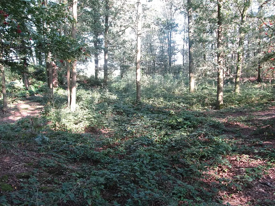 terrein waarin een kasteelheuvel Bollenberg