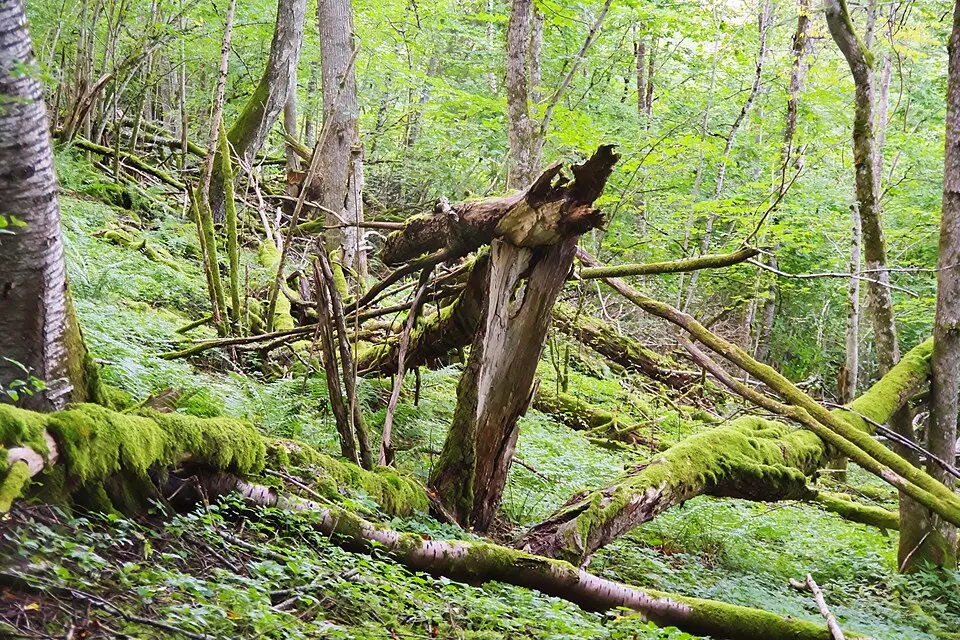 Borgundabergets naturreservat