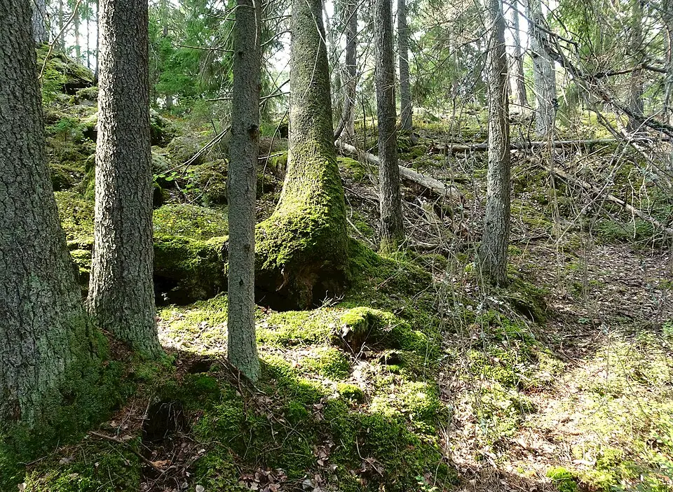 Bårsjön