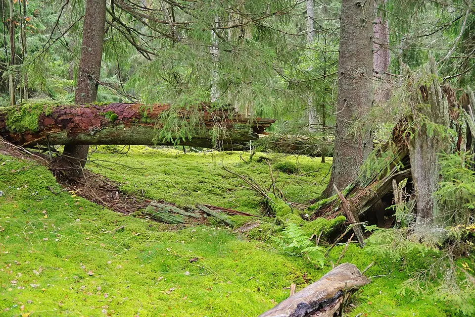 Bottnaryds urskog