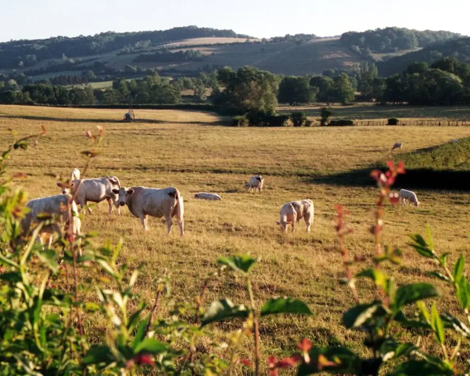 Charolais