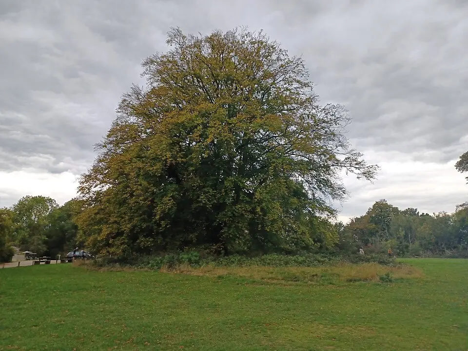 Two barrows at Bridgewater Monument