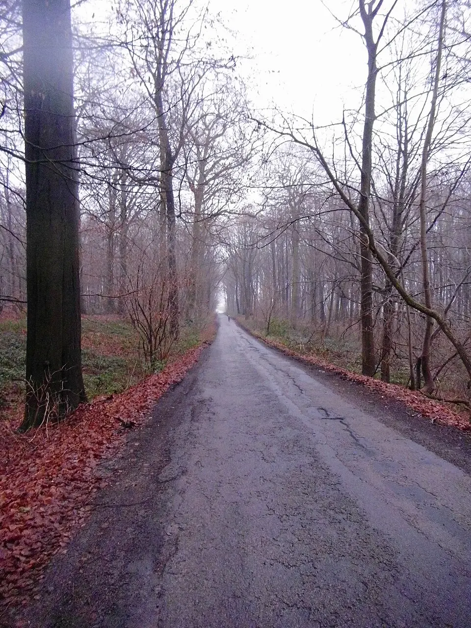 bois de la Houssière