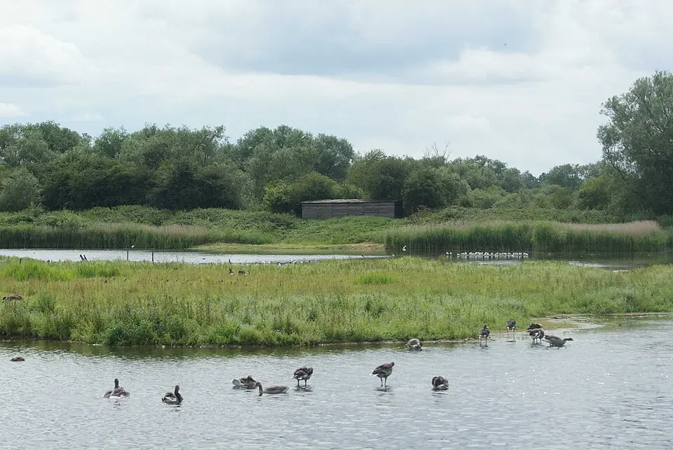 Brandon Marsh