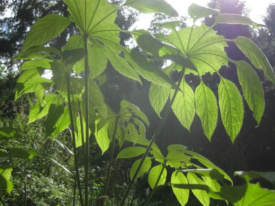 Image: Karlostachys · CC BY-SA 3.0 Jardin Jungle Karlostachys