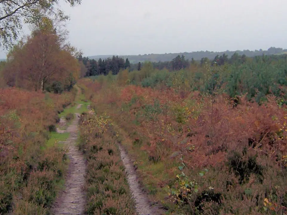Image: Andrew Howey · CC BY-SA 2.0 Broadwater Warren RSPB Reserve