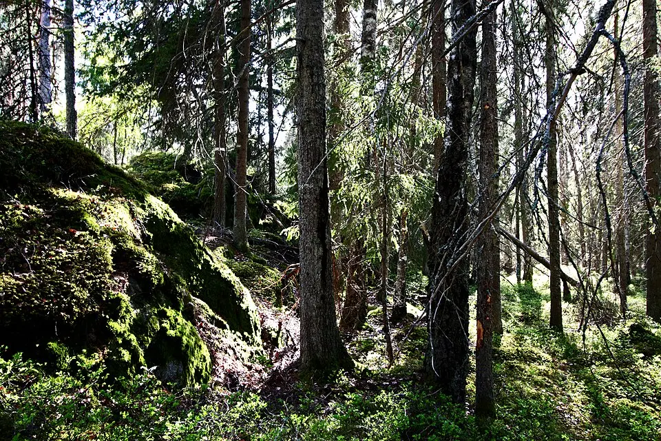 Bromseby