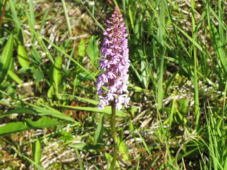 Lejakärret