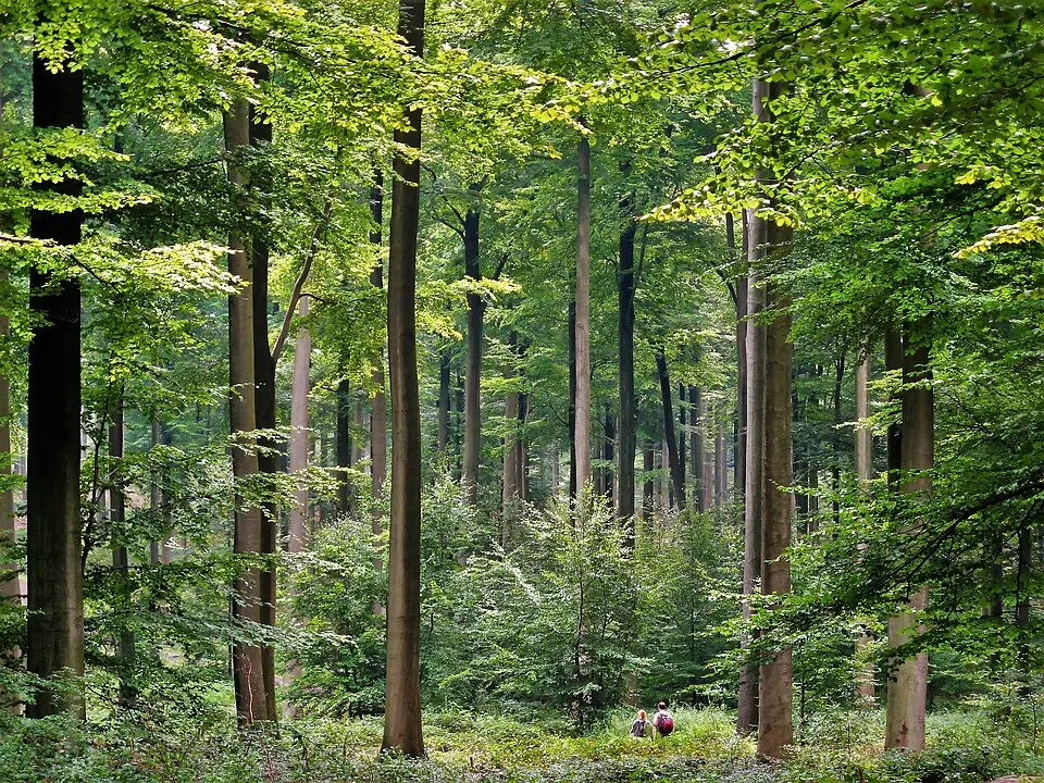 forêt de Soignes