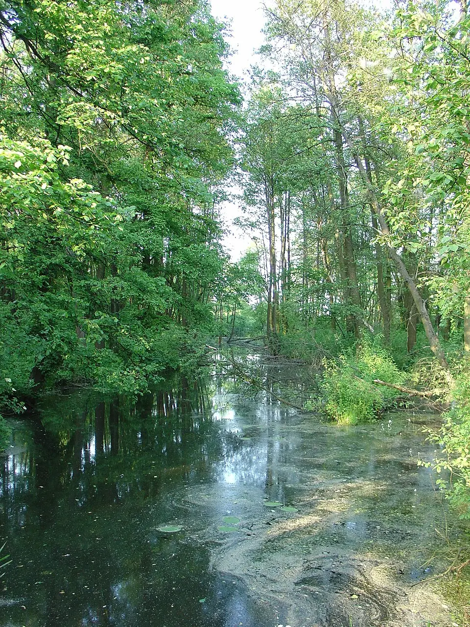Bużyska
