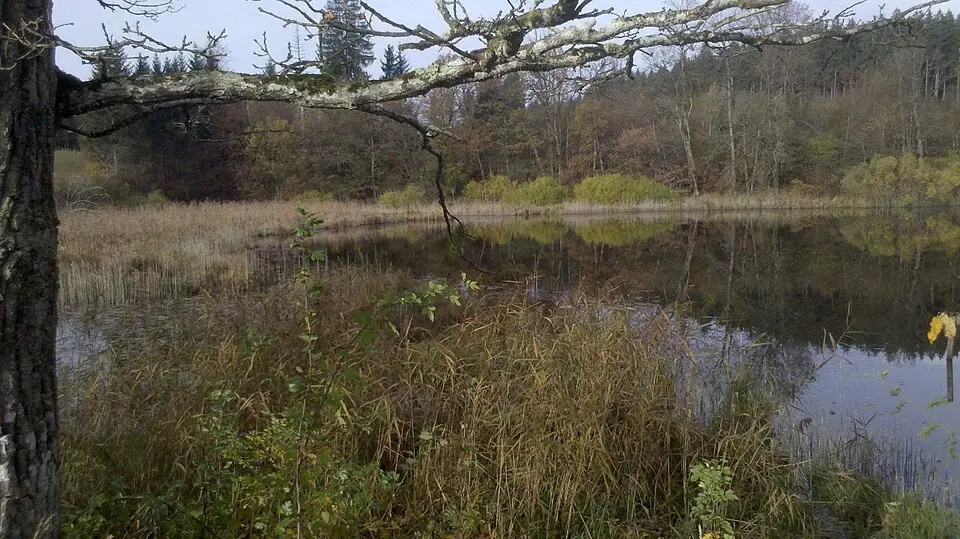 Buchsee