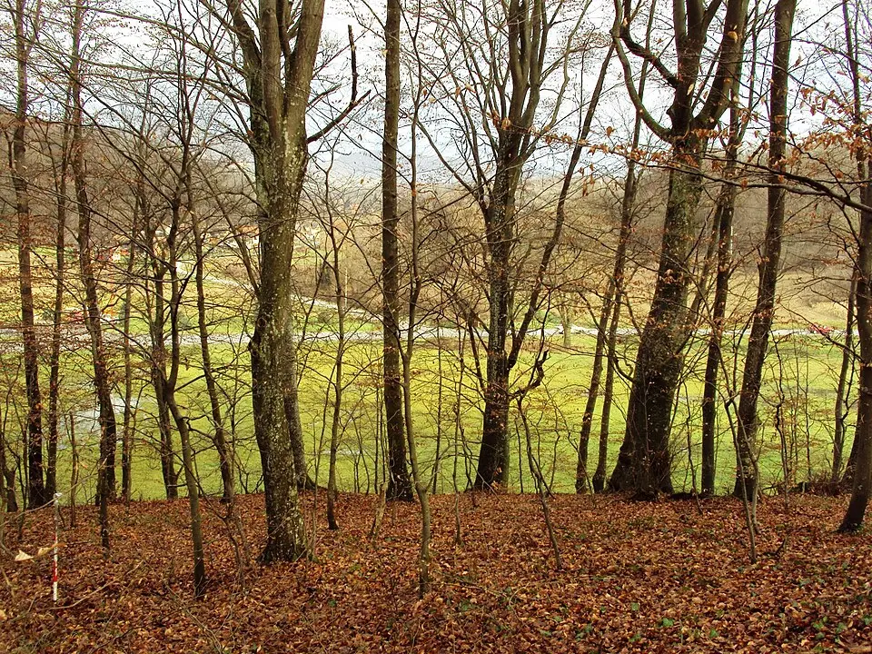 Kép: Fraxinus Croat · CC BY-SA 3.0 Vinarec