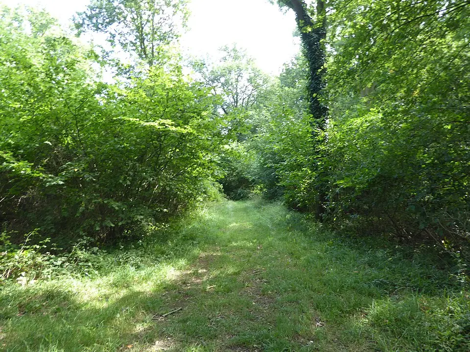 Bull's Wood