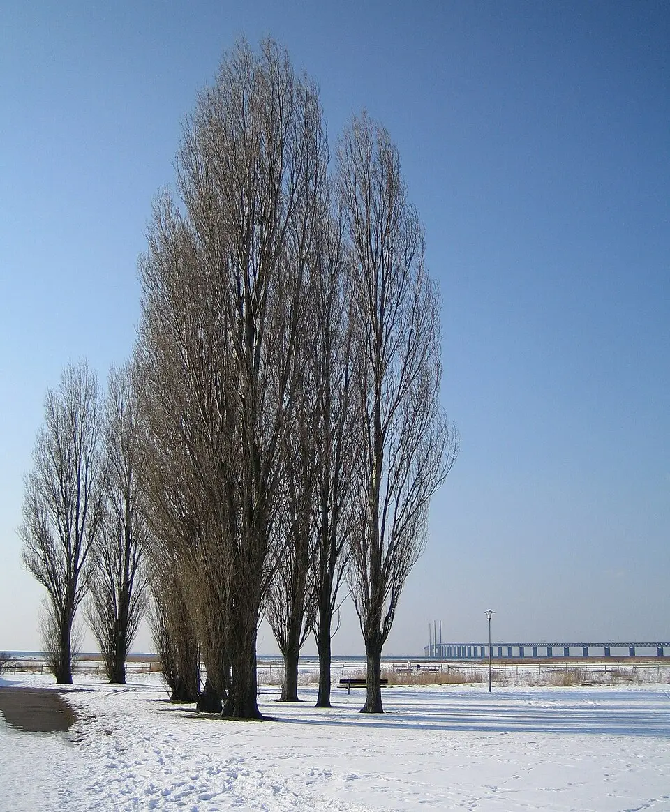 Bunkeflostrand