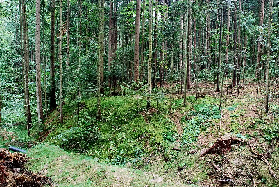 Mittelalterliche Wehranlage (Turmhügel) bei Lemsitz