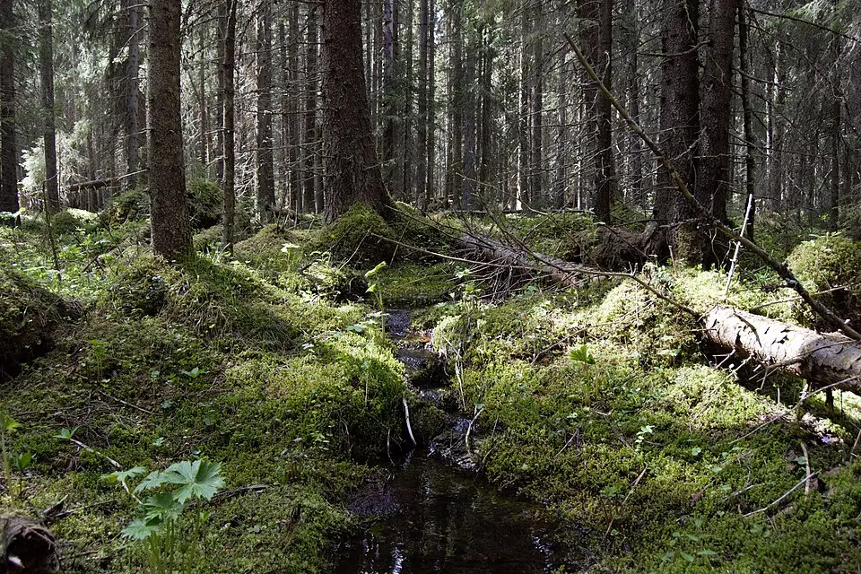 Bye kalkbarrskog