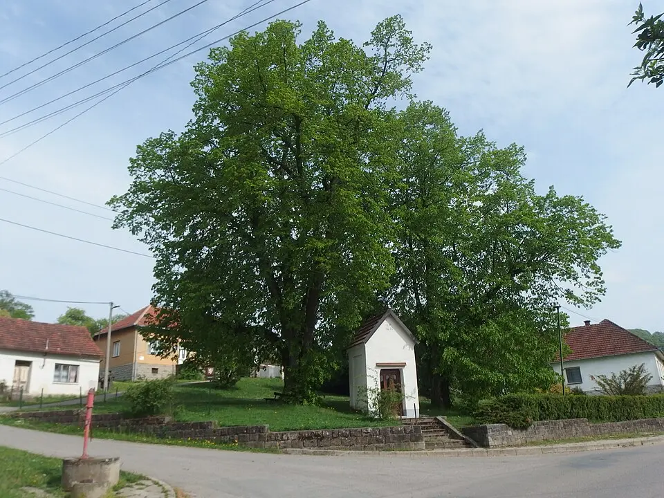 Bzová