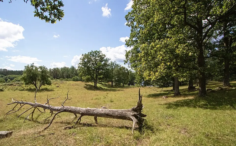 Älgesta