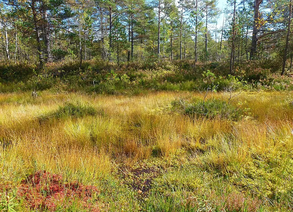 Älta mosse-Strålsjön