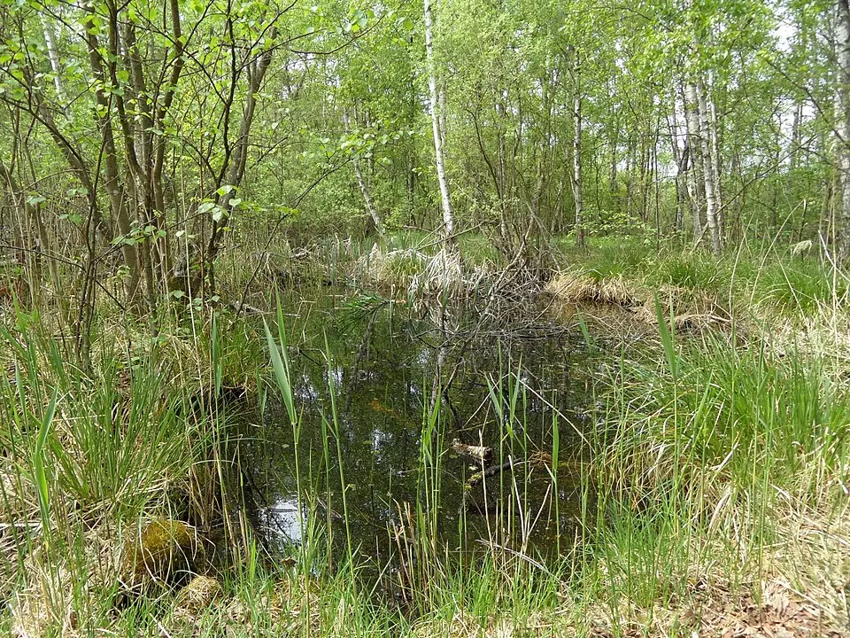 Åraslövs mosse