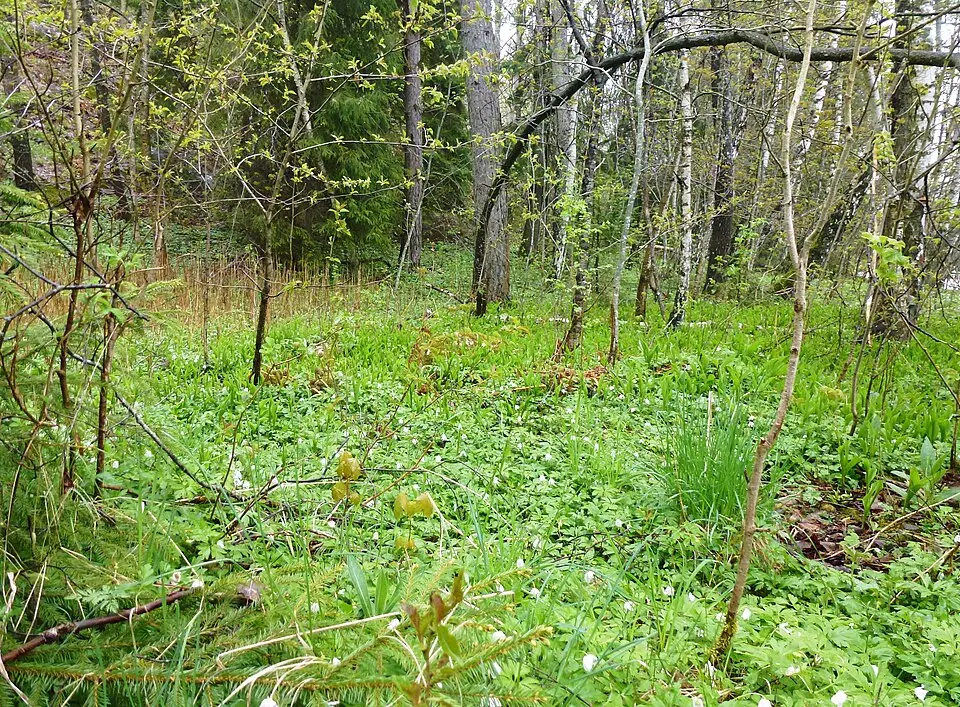 Åvinge naturreservat