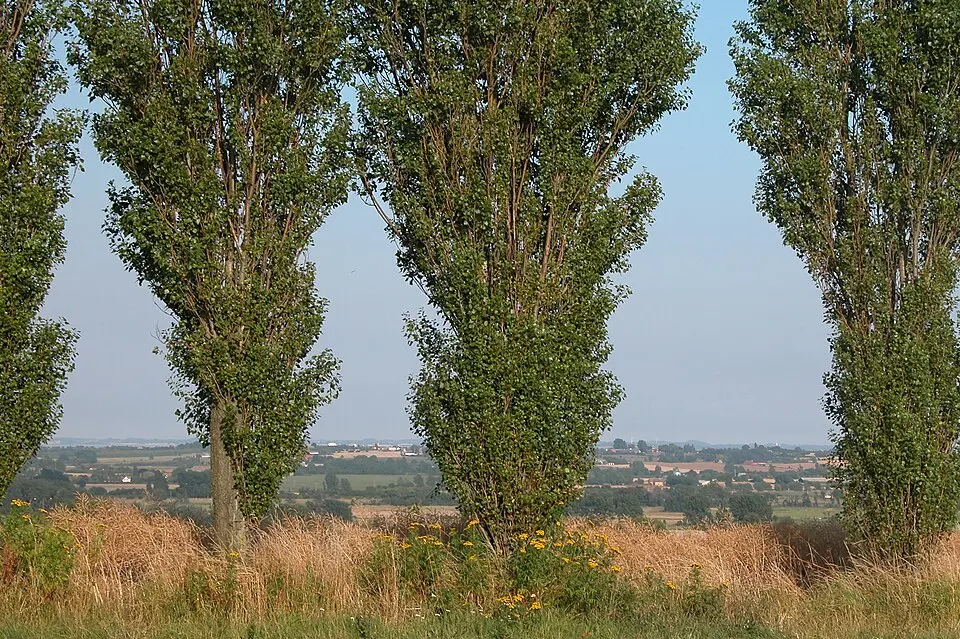 Ærø Kommune