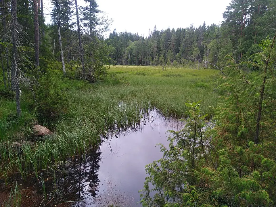 Örjasänget