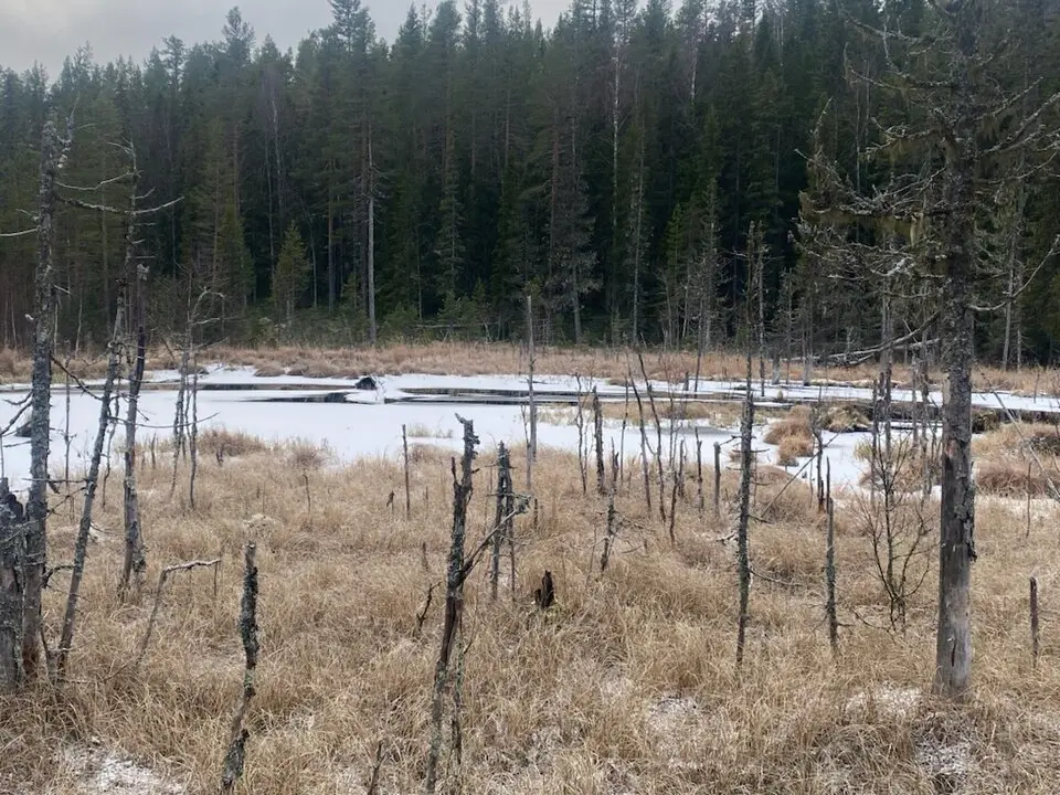 Öster om Trattbergssjön naturreservat