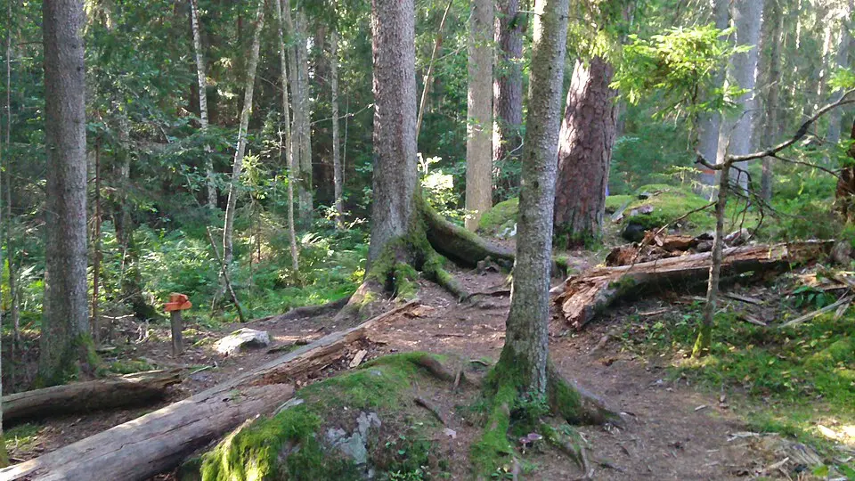Säby Västerskog