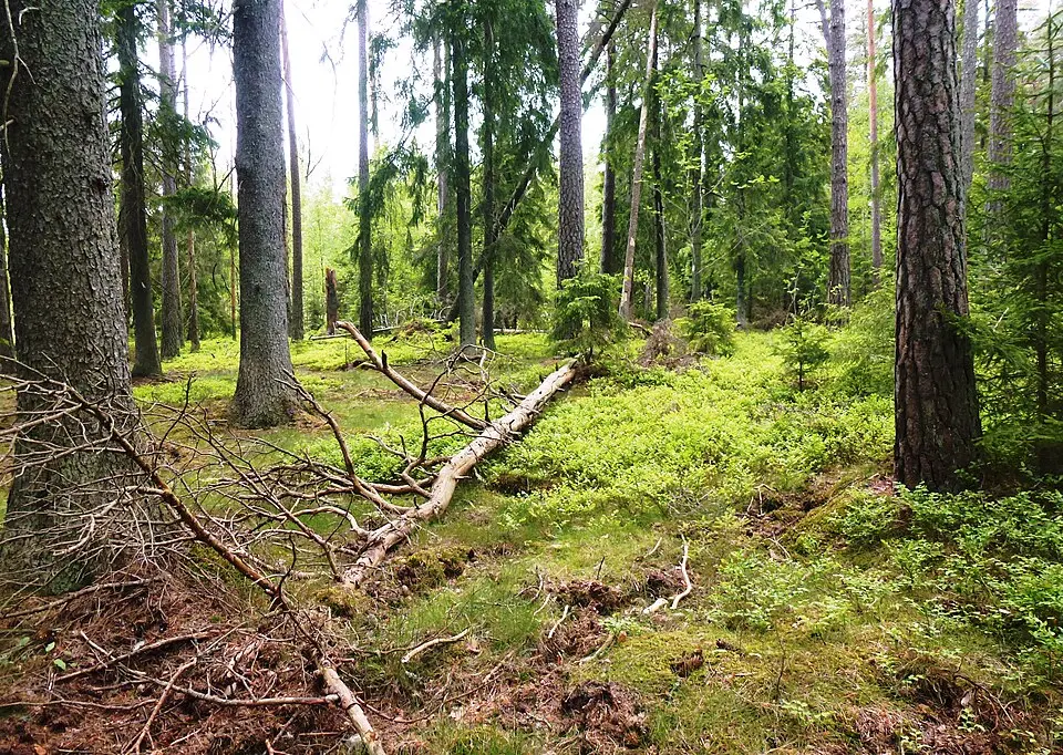 Östra Bröta naturreservat