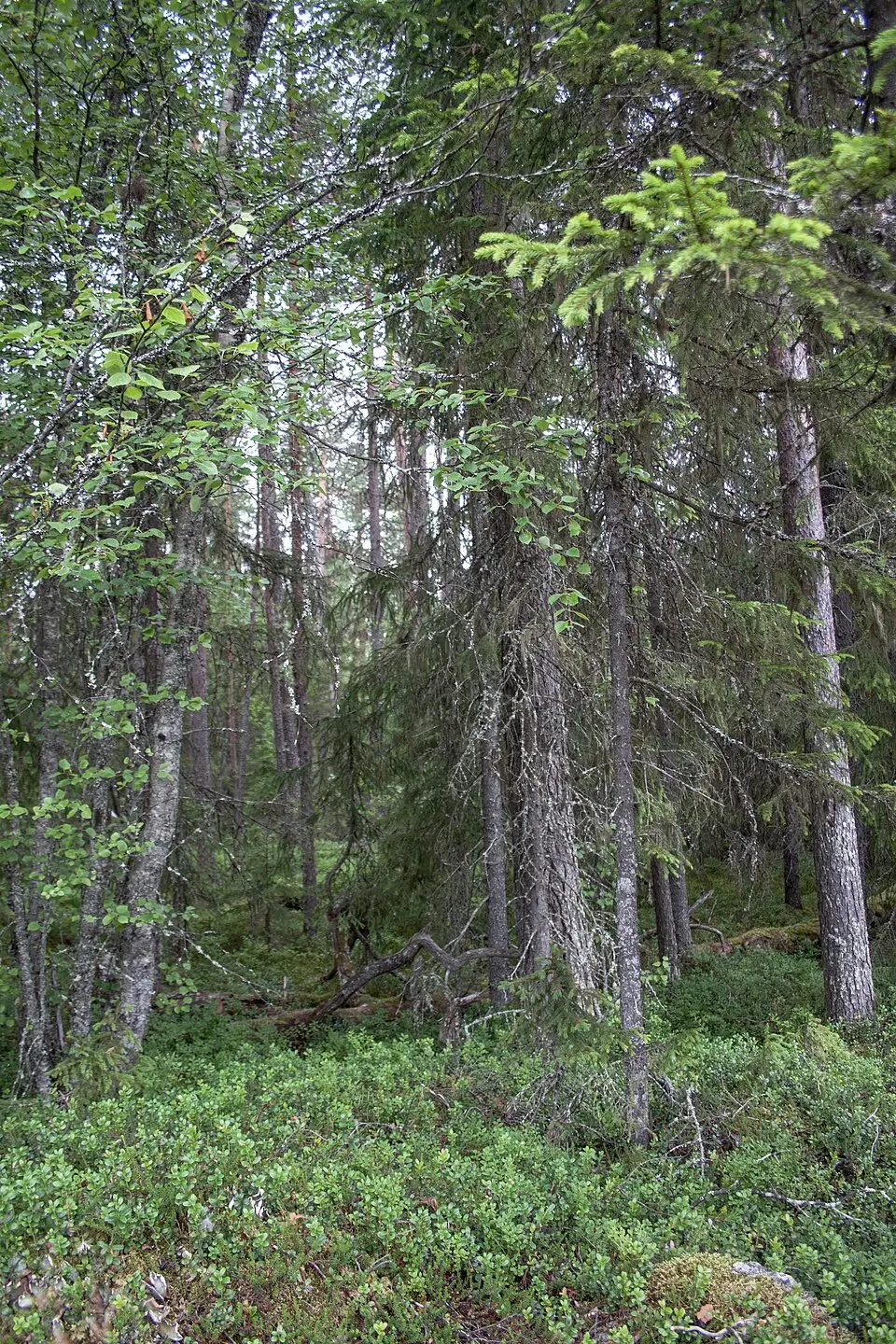Överbo