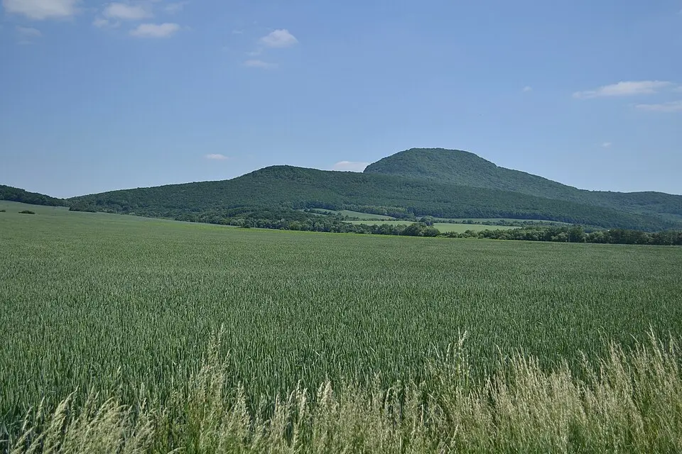 Žibrica