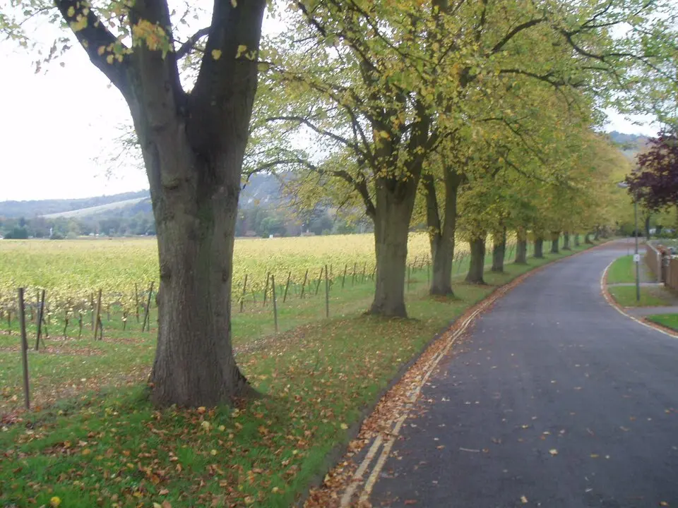 Surrey Hills
