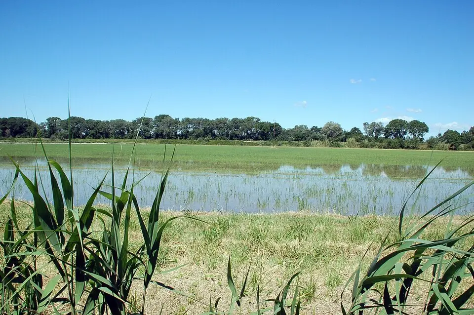 Regionaler Naturpark Camargue