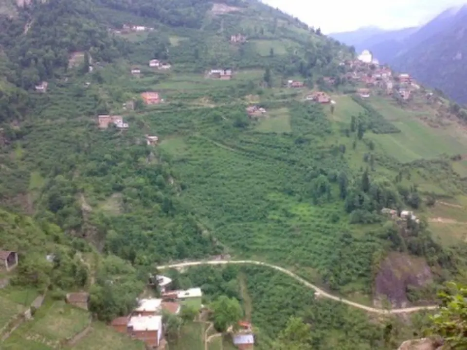 Çamlıyurt