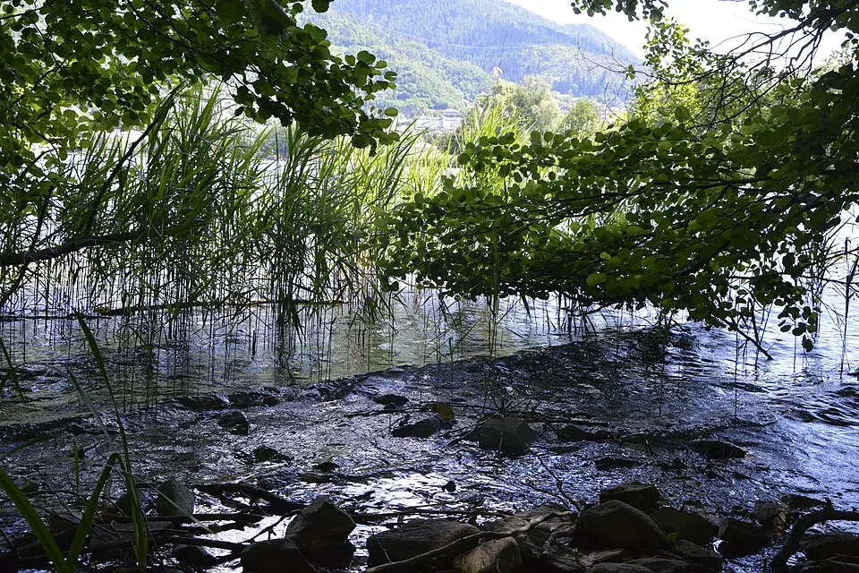 Biotopo Canneto di Levico